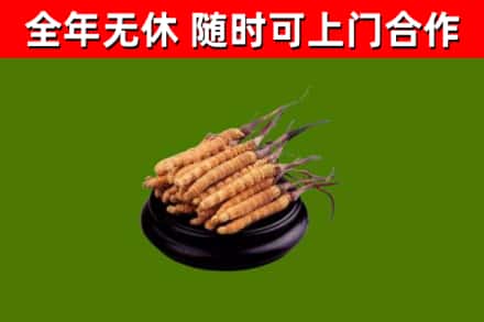 临淄回收散虫草
