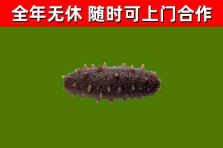 临淄回收海参干